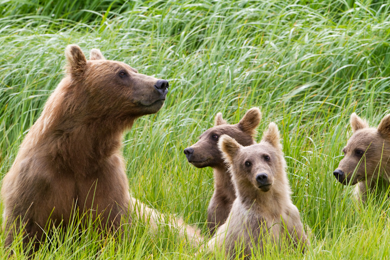 Grizzly Bear Sow And Cubs